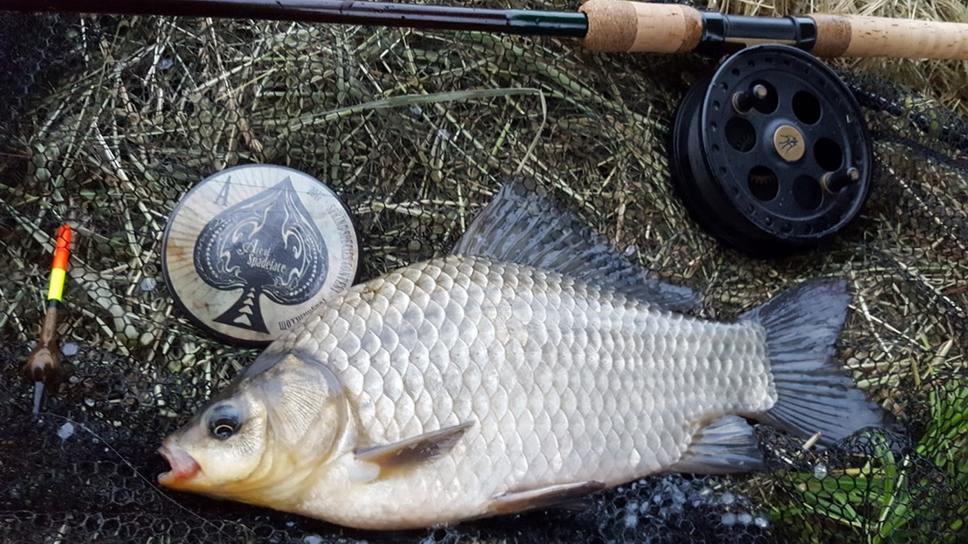 Carassius gibelio (Bloch, 1782)